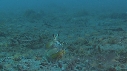 CREVETTE MANTA