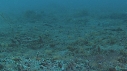 CREVETTE MANTA