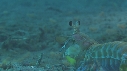 CREVETTE MANTA