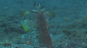 CREVETTE MANTA, POULPE