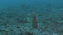 CREVETTE MANTA