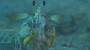 CREVETTE MANTA