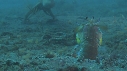 CREVETTE MANTA, POULPE