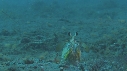 CREVETTE MANTA