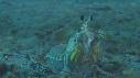 CREVETTE MANTA
