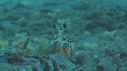 CREVETTE MANTA