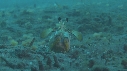 CREVETTE MANTA
