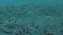 CREVETTE MANTA