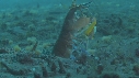 CREVETTE MANTA