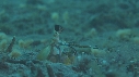 CREVETTE MANTA