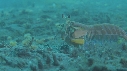 CREVETTE MANTA, POULPE
