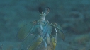 CREVETTE MANTA