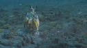 CREVETTE MANTA