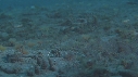 CREVETTE MANTA