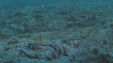 CREVETTE MANTA