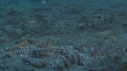 CREVETTE MANTA