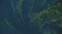 KELP