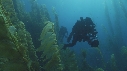 KELP, PLONGEURS