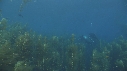 KELP, PLONGEURS