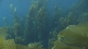 KELP