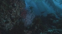KELP, GORGONES, PLONGEURS