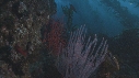 KELP, GORGONES, PLONGEURS