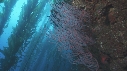 KELP, GORGONES, POISSONS