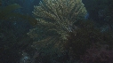 KELP, GORGONES, POISSONS