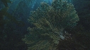 KELP, GORGONES, POISSONS