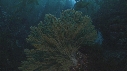 KELP, GORGONES, POISSONS