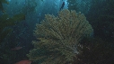 KELP, GORGONES, POISSONS