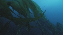 KELP