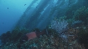 KELP, GORGONES, POISSONS