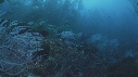 KELP, GORGONES, POISSONS