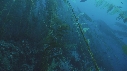 KELP