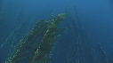 KELP