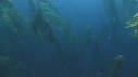 KELP