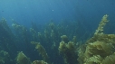 KELP