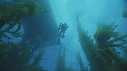 KELP, PLONGEUR, BATEAU