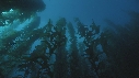KELP