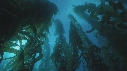KELP