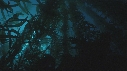 KELP