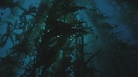 KELP