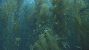 KELP, POISSONS BROUTEURS