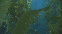 KELP, POISSONS BROUTEURS
