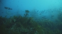 KELP, POISSONS