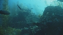 KELP, POISSONS