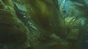 KELP, POISSONS