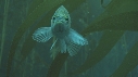 KELP, MEROU