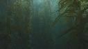 KELP
